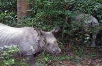 Непальцы научились отпугивать носорогов ромашкой