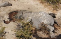 Вчені знайшли причину загадкової загибелі сотень слонів у Ботсвані