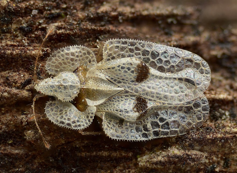 <i>Corythucha ciliata</i> - клоп-мереживниця платанова