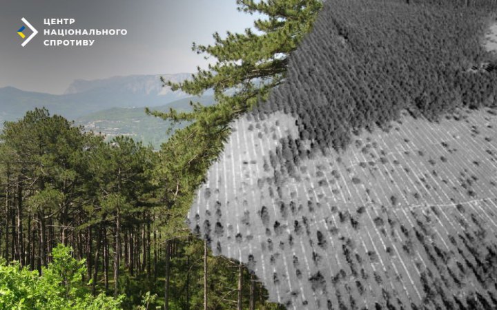 Спротив: окупанти в Криму вирубують ліс під прикриттям "виноградників"