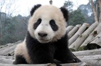 Пятничная панда #93