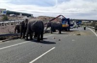 Грузовик со слонами попал в ДТП в Испании