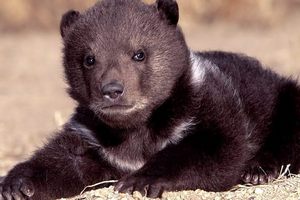 В Киевском зоопарке родился медвежонок