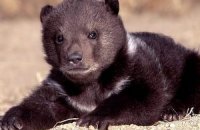 В Киевском зоопарке родился медвежонок