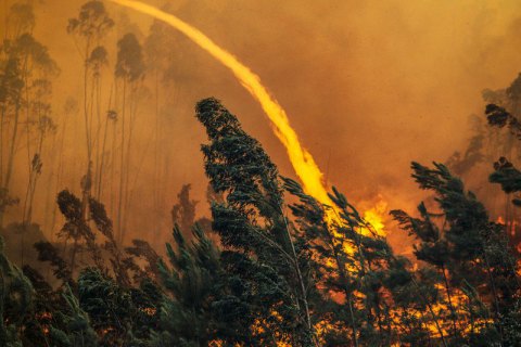 Причиною лісових пожеж у Португалії міг стати підпал