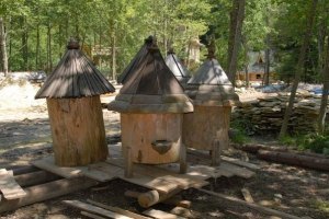 На Запоріжжі масово гинуть бджоли