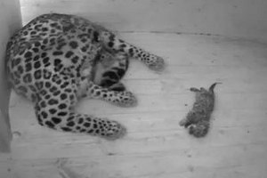 Таллинский зоопарк провел трансляцию рождения амурских леопардов