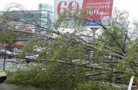 В Днепропетровской области женщину убило деревом в результате непогоды