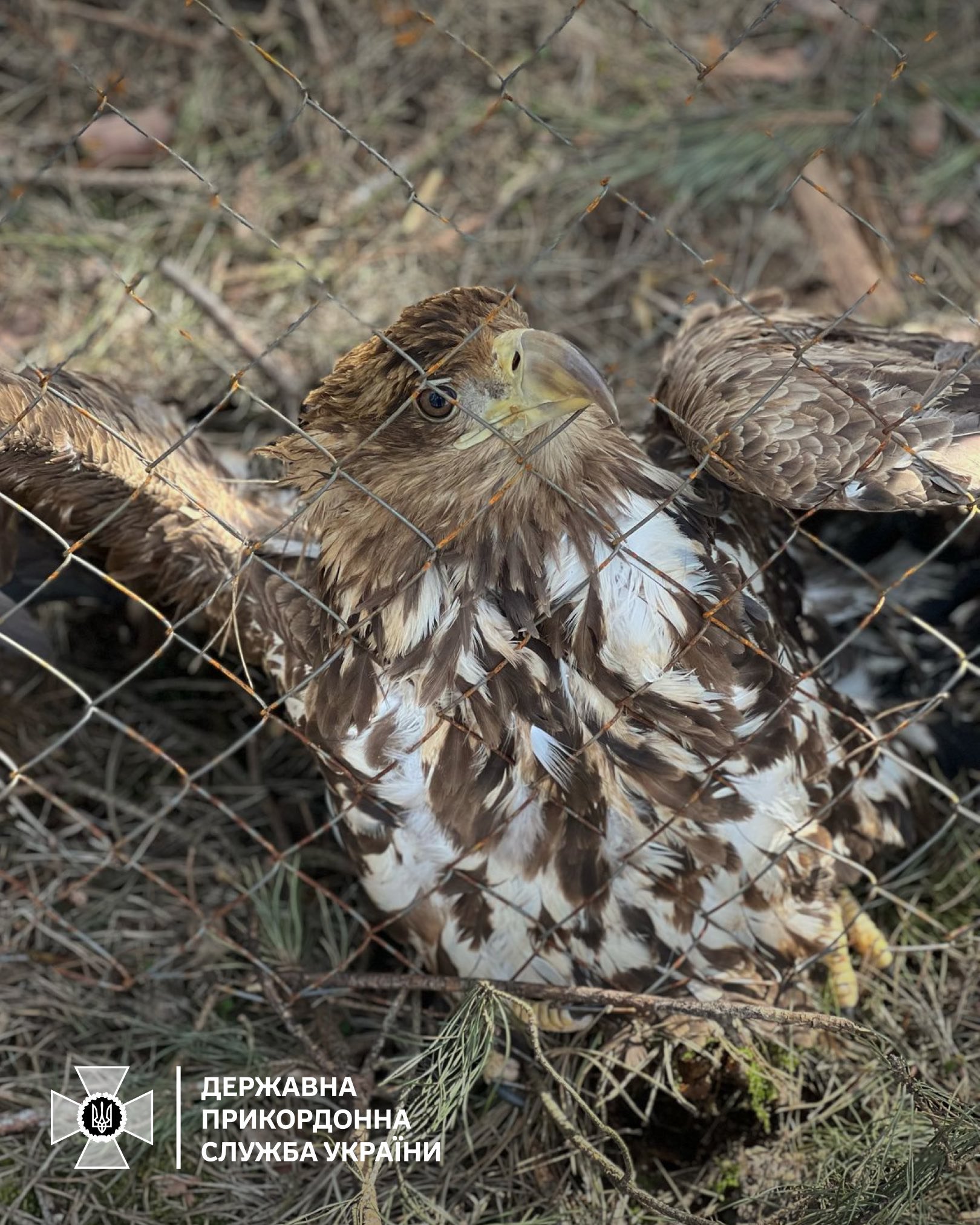 Прикордонники врятували червонокнижного птаха