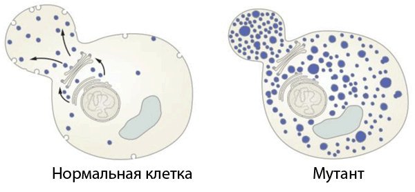  Исследование генов везикулярного транспорта. Шекман открыл гены белков, являющихся ключевыми регуляторами везикулярного
транспорта. Сравнивая «нормальные» клетки дрожжей с генно-инженерными мутантами с нарушениями транспорта, он выявил гены, отвечающие за транспорт в различные компартменты и на поверхность клетки.