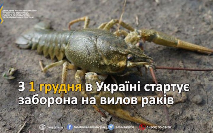 З 1 грудня в Україні стартує заборона на вилов раків