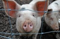 Заражених чумою свиней розвозили по декількох регіонах України