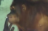 Курящую обезьяну отправят на реабилитацию