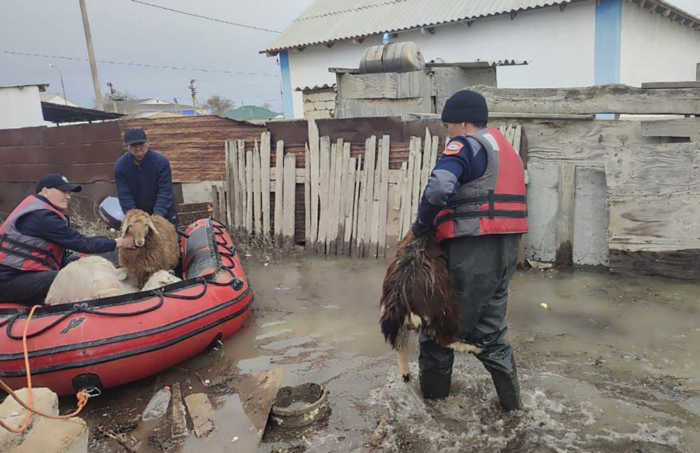 Рятувальники МНС Казахстану евакуюють худобу  із зони затоплення в Кульсари Жилойського району Атирауської області, Казахстан, 8 квітня 2024 р.