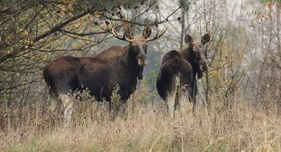 Лисиці, лосі й кабани. Чому дикі тварини йдуть до столиці і що з цим робити? 