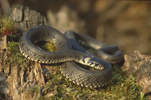 Від початку року змії покусали понад 20 українців 
