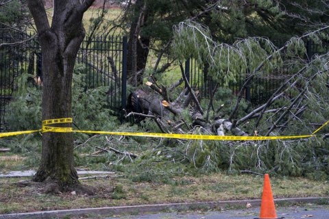 Во Львовской области поваленное ветром дерево убило мужчину