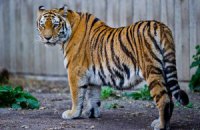 В крымском сафари-парке посетителя укусил тигр