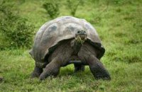 ​В Одесі чоловік украв у сусідки черепаху і з'їв 