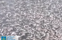 Російські обстріли Каховської ГЕС призвели до масової загибелі риби