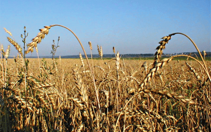 Гідрометцентр дав сприятливий прогноз щодо цьогорічного врожаю в Україні