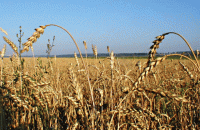 Гідрометцентр дав сприятливий прогноз щодо цьогорічного врожаю в Україні