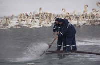 Ильичевский порт спас лебедей из ледового плена