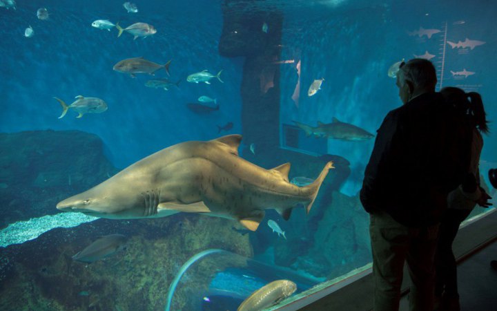 В Австралії помер 12-річний хлопчик, на якого тиждень тому напала акула