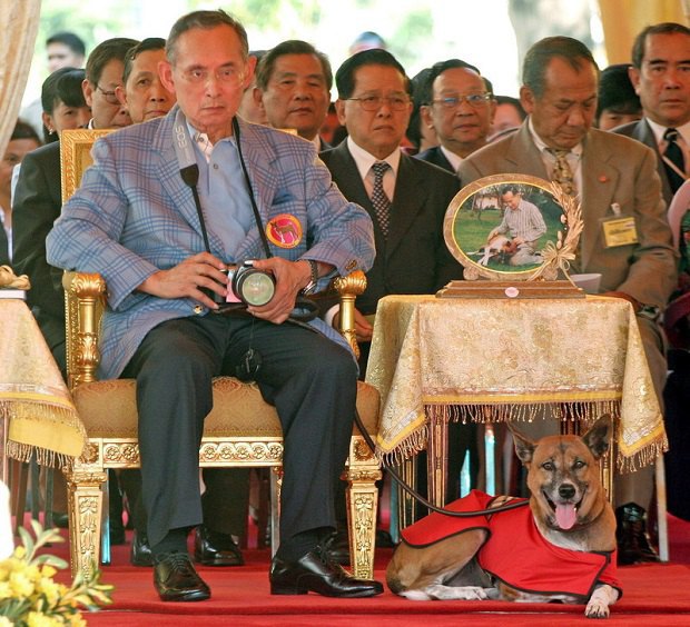 король Таиланда, Пумипон Адульядет, собака, Тонгденг
