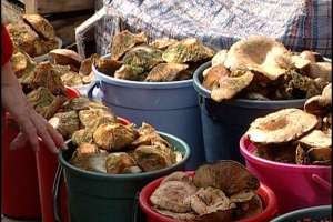 Кримчанам заборонять збирати більш ніж 5 кг грибів і ягід на день