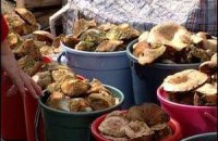 Кримчанам заборонять збирати більш ніж 5 кг грибів і ягід на день