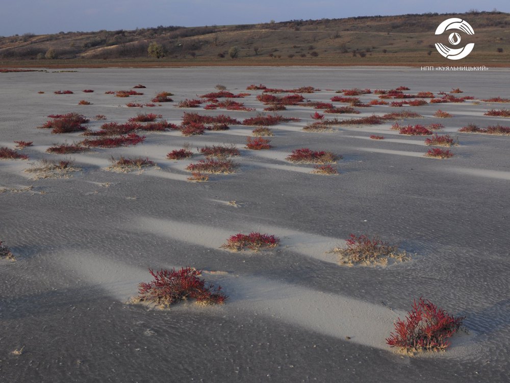 Ландшафти НПП «Куяльницький»