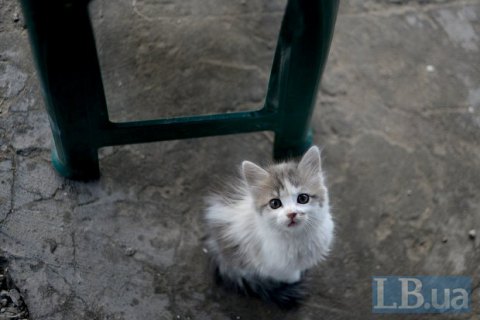 В Одессе  арестовали мужчину, который издевался над котятами