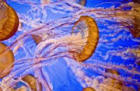Туристов в Израиле поджидает опасность: к пляжам приближаются полчища медуз
