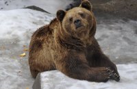 Через аномально теплу зиму у Карпатах прокидаються ведмеді