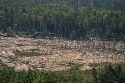 Кабмин запустил "лес в смартфоне" для контроля вырубки деревьев 