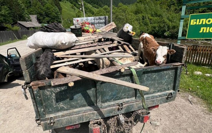 На Закарпатті викрили схему перевезення чоловіків у Румунію під виглядом худоби