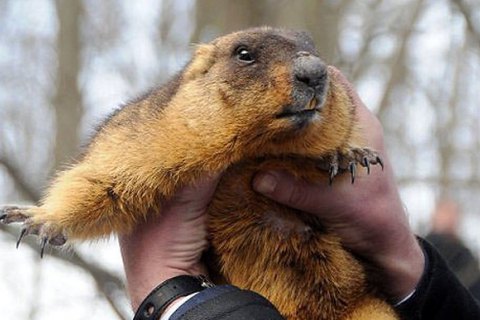 Весна рання чи пізня: найвідоміші канадські бабаки-метеорологи дали суперечливі прогнози