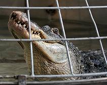В Днепропетровском цирке спел хор крокодилов