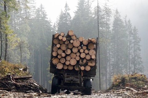 Чиновник Харьковского лесхоза предстанет перед судом за 4 млн грн убытков за незаконный сбыт леса