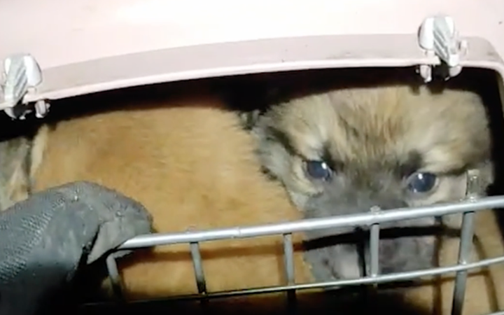 Військові "Хартії" евакуювали наземним дроном п’ятьох цуценят із передової на Харківщині