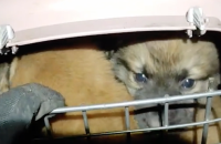 Військові "Хартії" евакуювали наземним дроном п’ятьох цуценят із передової на Харківщині