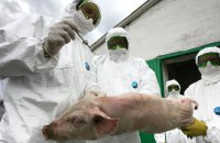 На агрокомбинате в Киевской области убили 48 тыс. свиней