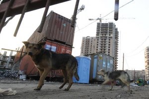 В Голосеевском районе Киева бешеная собака искусала человека 