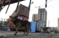 В Голосеевском районе Киева бешеная собака искусала человека 
