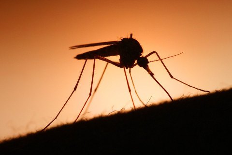 Тропічну малярію виявили у Львові