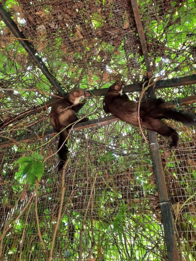 Куниці кам'яні