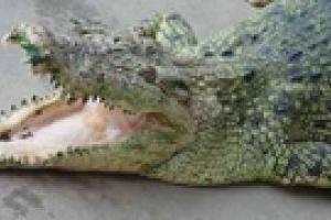 В Одессе пойман крокодил