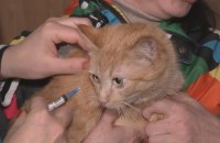 У 2025 році в Києві зафіксували понад 4,6 тис звернень через укуси тварин