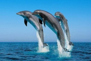 Американцы создали переводчик с языка дельфинов 